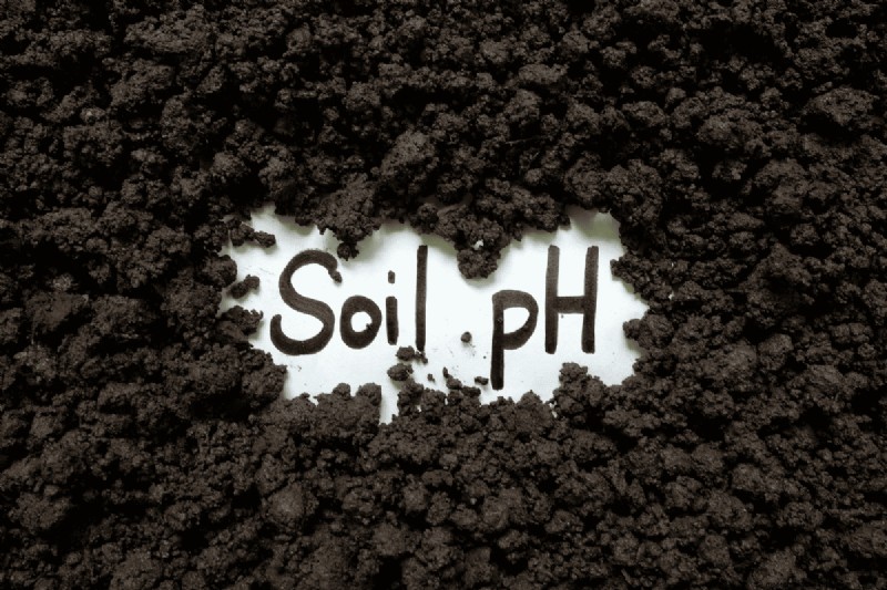 Soil pH: The Ultimate Guide to Optimal Garden Health