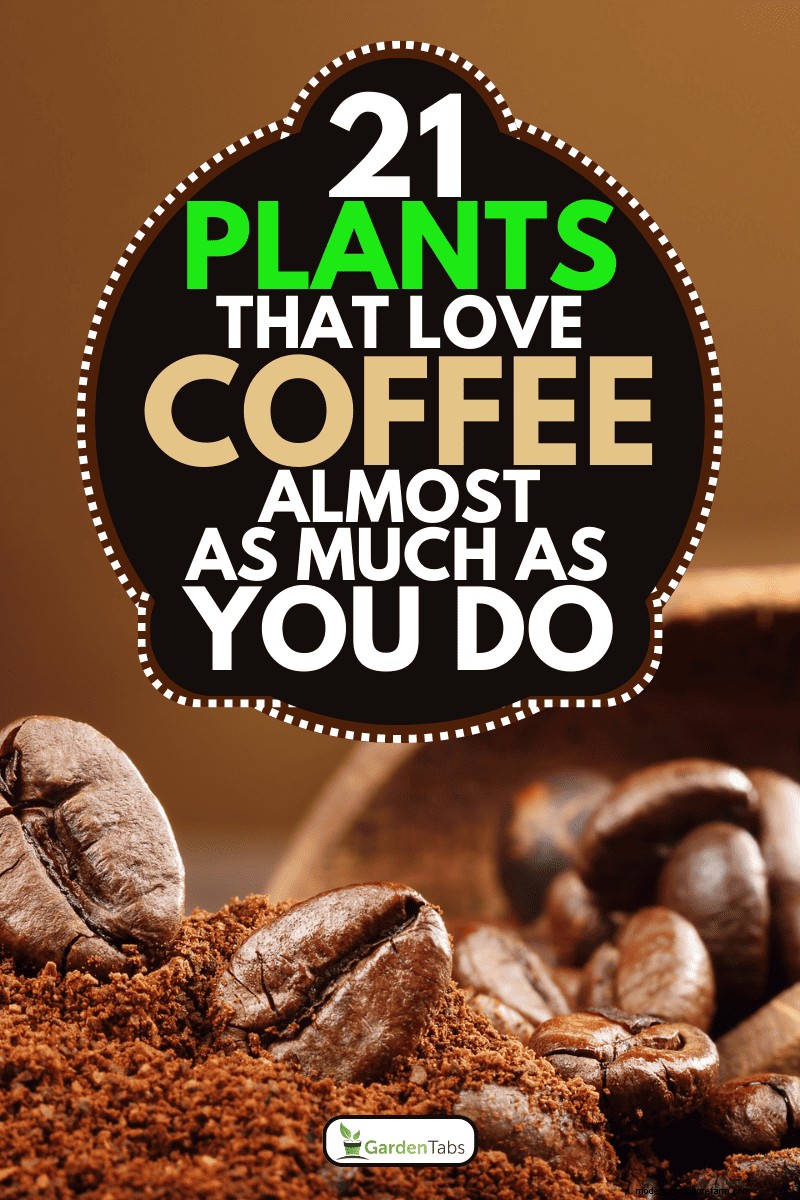 Coffee Grounds for Your Garden: 21 Plants That Thrive