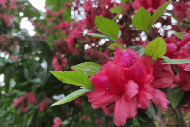 Coffee Grounds for Your Garden: 21 Plants That Thrive