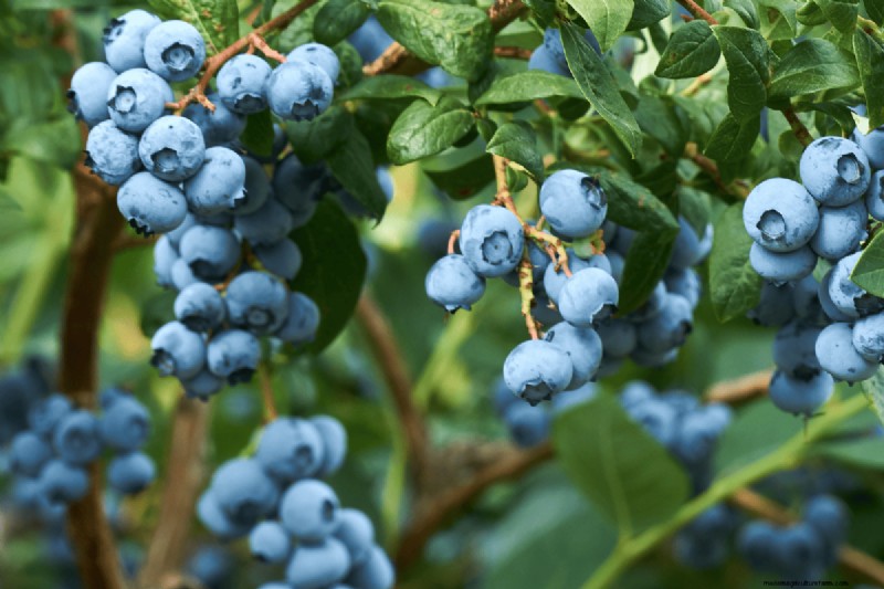 Coffee Grounds for Your Garden: 21 Plants That Thrive