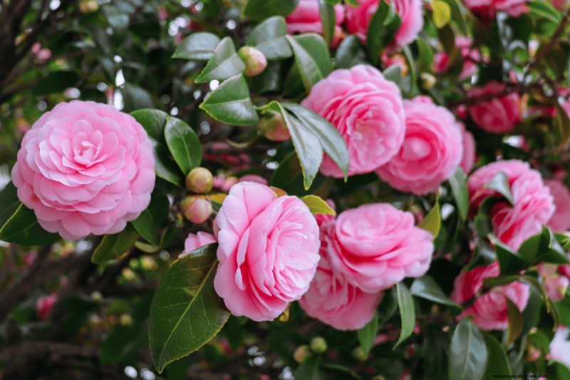 Coffee Grounds for Your Garden: 21 Plants That Thrive