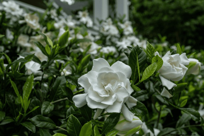 Coffee Grounds for Your Garden: 21 Plants That Thrive