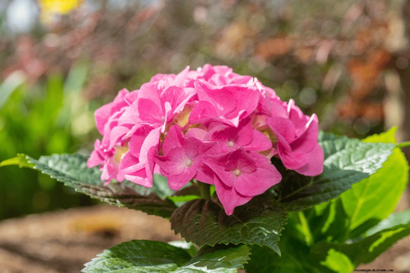 Coffee Grounds for Your Garden: 21 Plants That Thrive