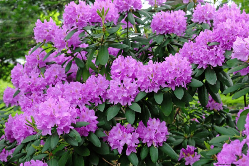 Coffee Grounds for Your Garden: 21 Plants That Thrive