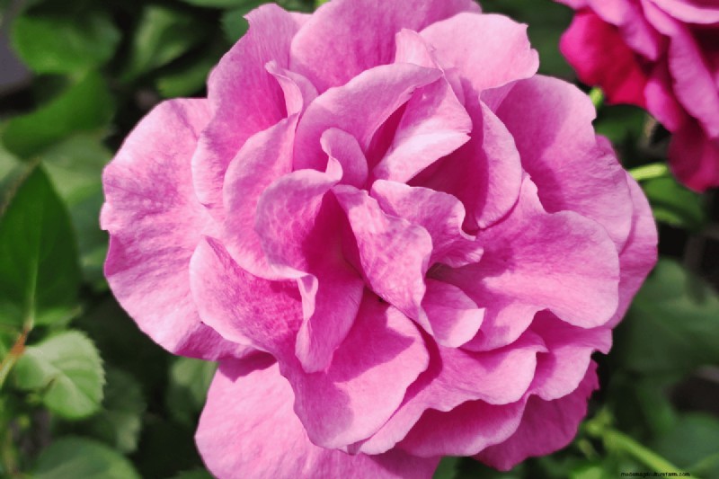 Coffee Grounds for Your Garden: 21 Plants That Thrive