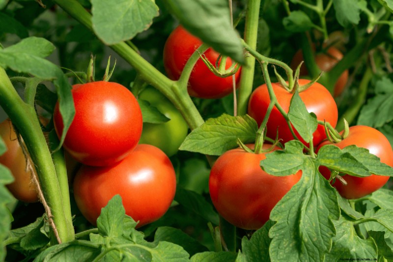 Coffee Grounds for Your Garden: 21 Plants That Thrive