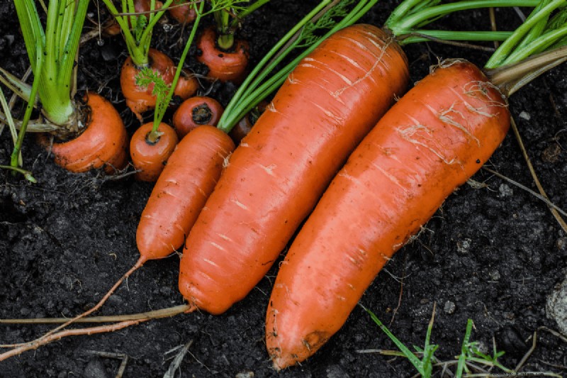 Coffee Grounds for Your Garden: 21 Plants That Thrive