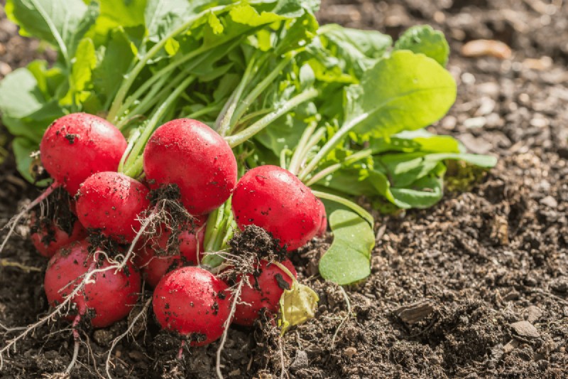 Coffee Grounds for Your Garden: 21 Plants That Thrive