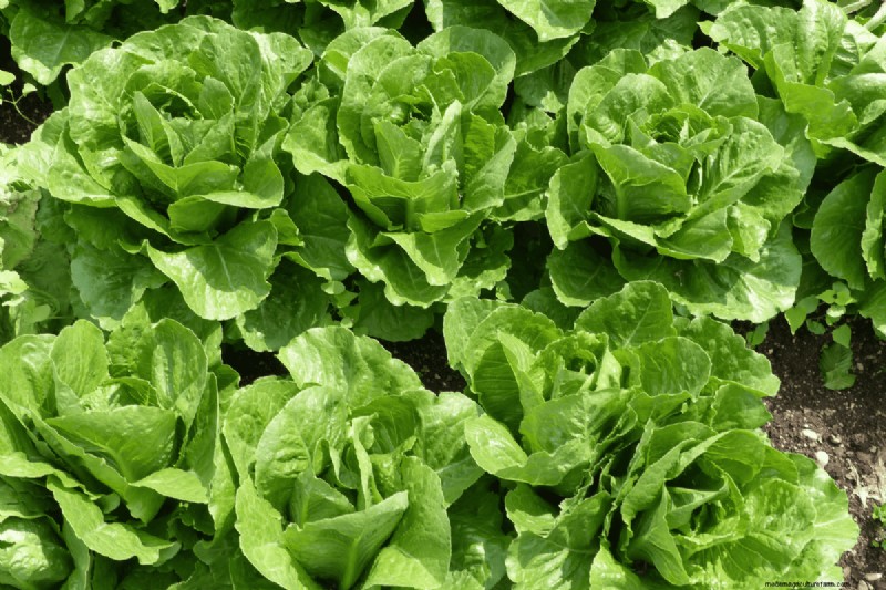 Coffee Grounds for Your Garden: 21 Plants That Thrive