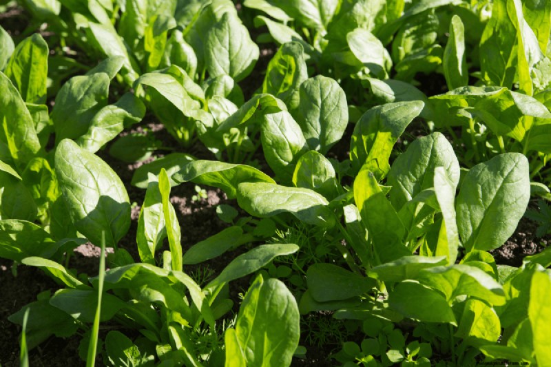 Coffee Grounds for Your Garden: 21 Plants That Thrive