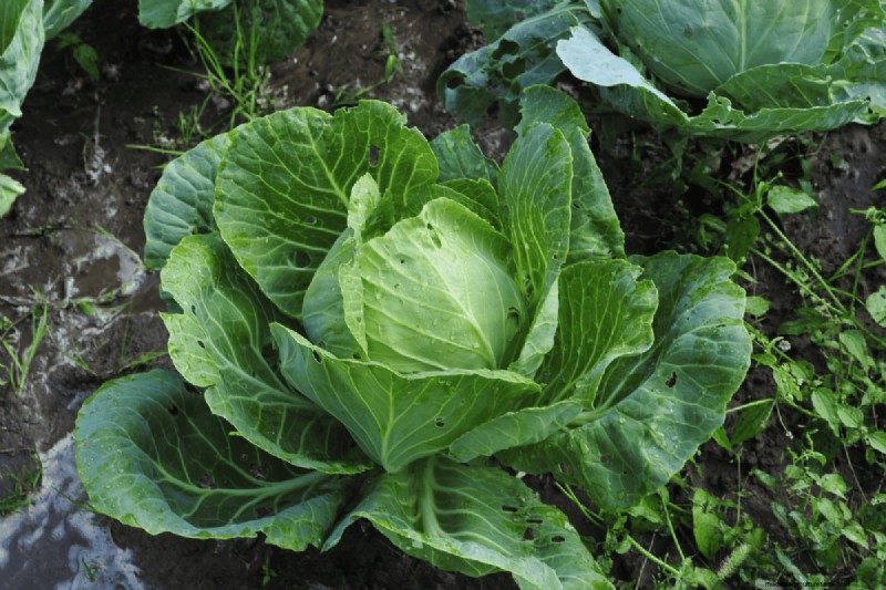 Coffee Grounds for Your Garden: 21 Plants That Thrive