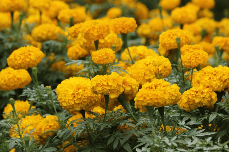 Coffee Grounds for Your Garden: 21 Plants That Thrive