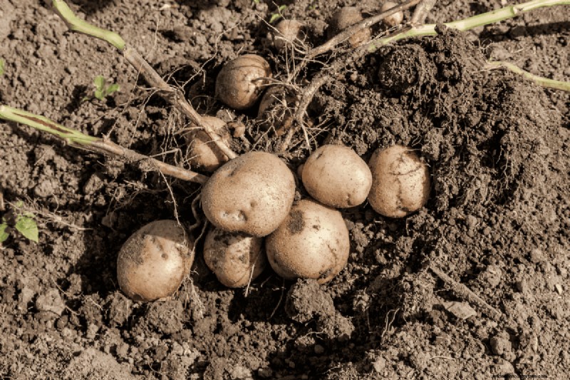 Coffee Grounds for Your Garden: 21 Plants That Thrive