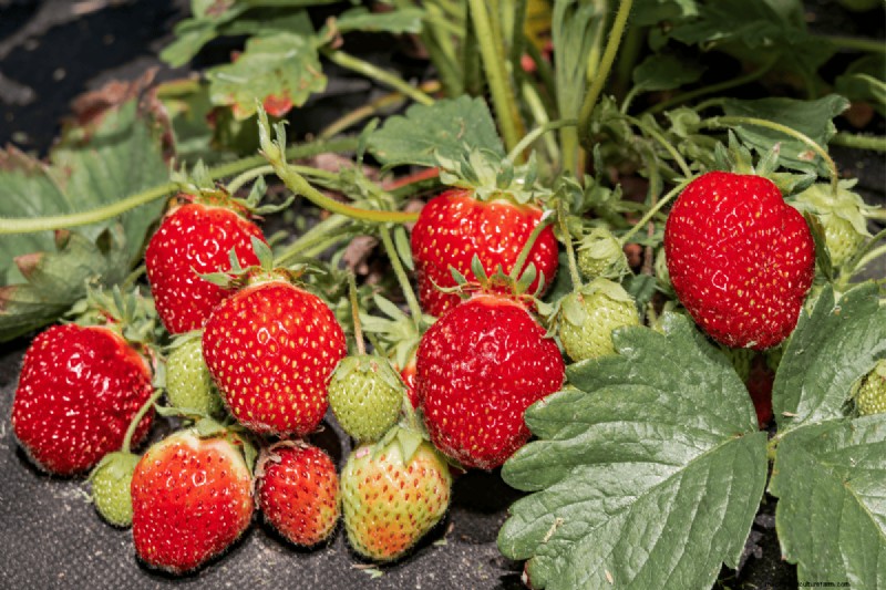 Coffee Grounds for Your Garden: 21 Plants That Thrive