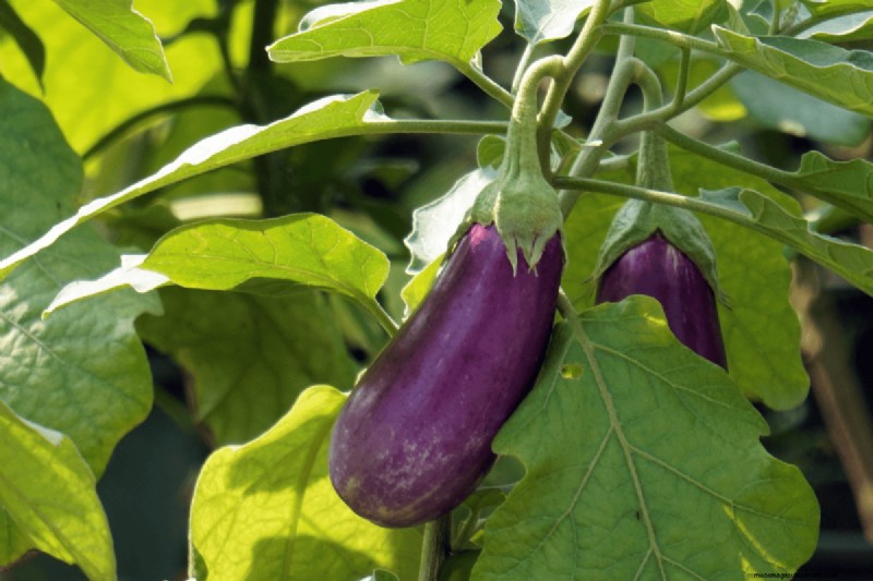 Coffee Grounds for Your Garden: 21 Plants That Thrive