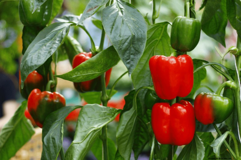 Coffee Grounds for Your Garden: 21 Plants That Thrive