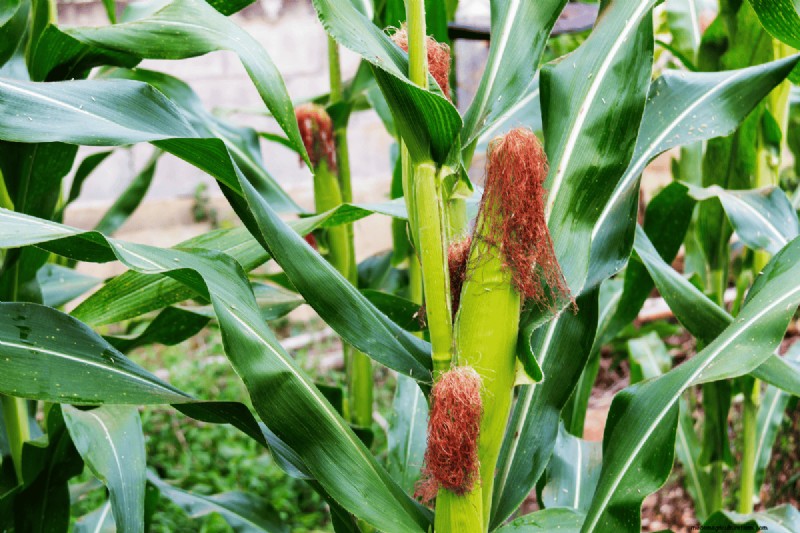 Coffee Grounds for Your Garden: 21 Plants That Thrive