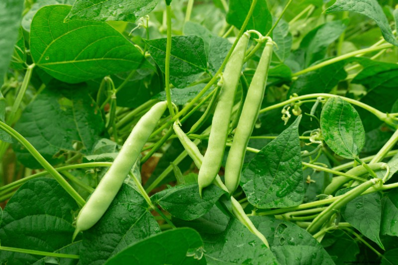 Coffee Grounds for Your Garden: 21 Plants That Thrive