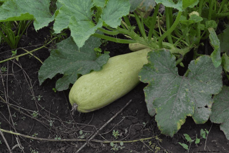 Coffee Grounds for Your Garden: 21 Plants That Thrive