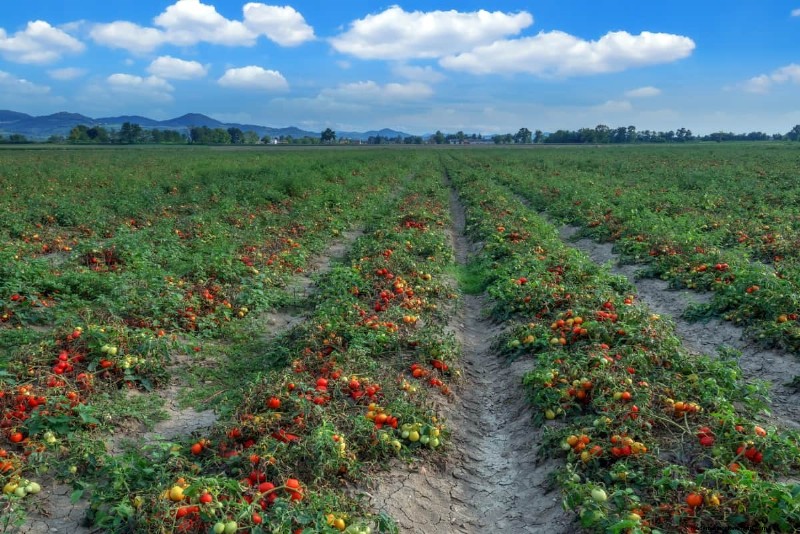 15 Fun Ways to Inspire a Lifelong Love of Gardening in Kids
