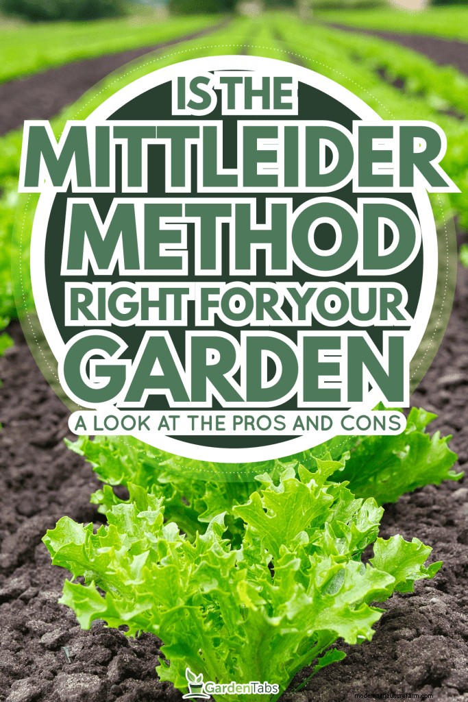 Mittleider Method Gardening: Benefits, Drawbacks & Is It Right For You?