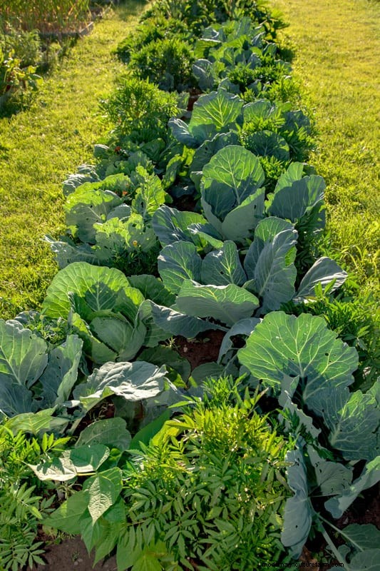 Mittleider Method Gardening: Benefits, Drawbacks & Is It Right For You?