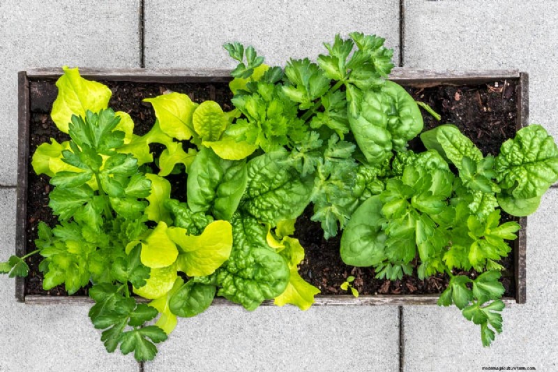 Mittleider Method Gardening: Benefits, Drawbacks & Is It Right For You?