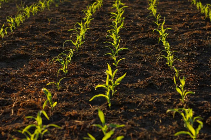 Mittleider Method Gardening: Benefits, Drawbacks & Is It Right For You?