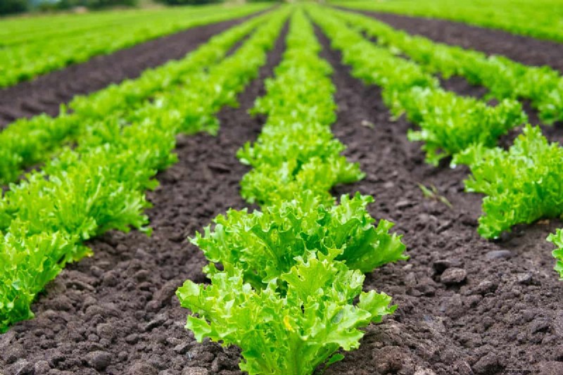 Mittleider Method Gardening: Benefits, Drawbacks & Is It Right For You?