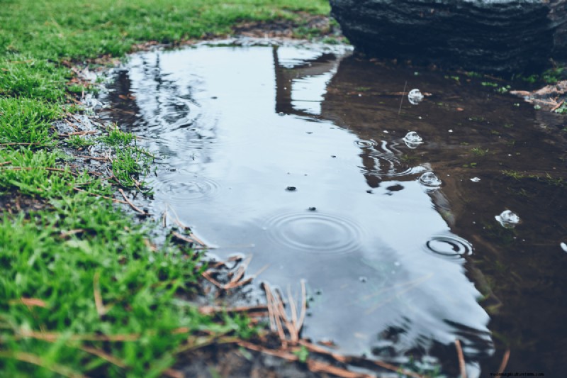 Eliminate Yard Pooling Water: Causes & Solutions