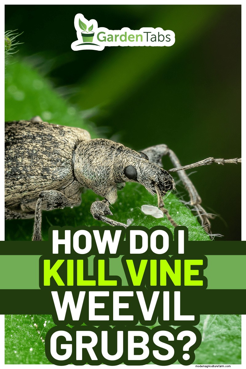 Vine Weevil Grub Control: Proven Methods for Garden Protection