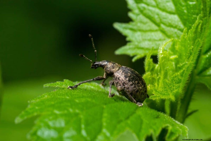 Vine Weevil Grub Control: Proven Methods for Garden Protection