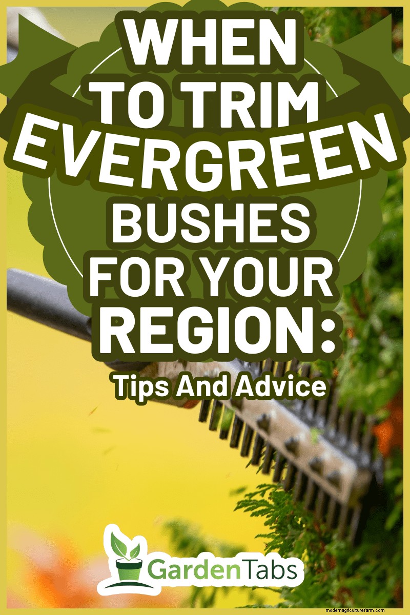 Evergreen Bush Pruning: Timing & Techniques for Healthy Growth