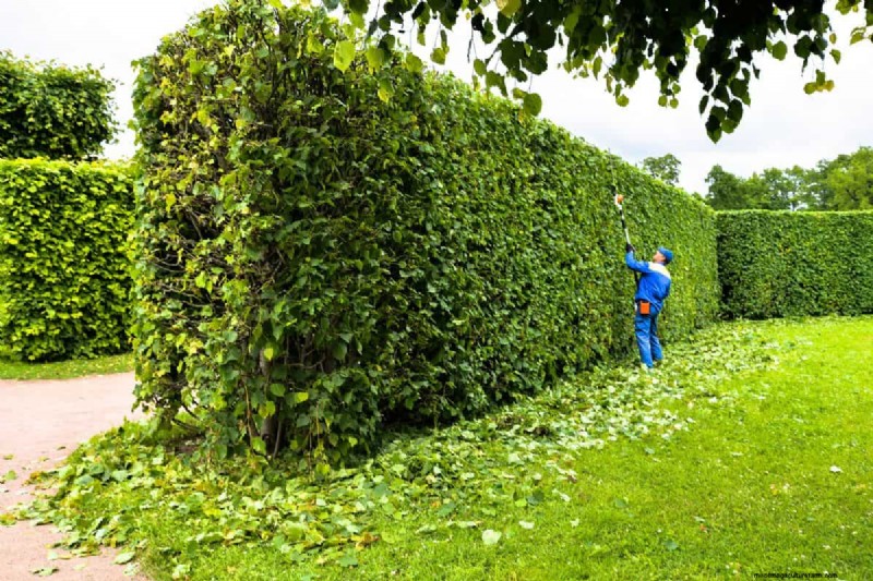 Evergreen Bush Pruning: Timing & Techniques for Healthy Growth