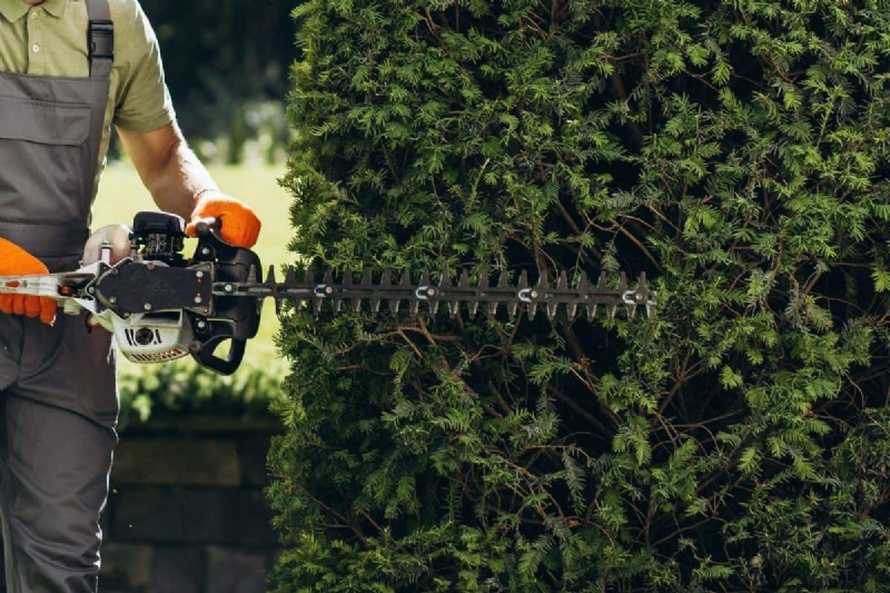 Evergreen Bush Pruning: Timing & Techniques for Healthy Growth