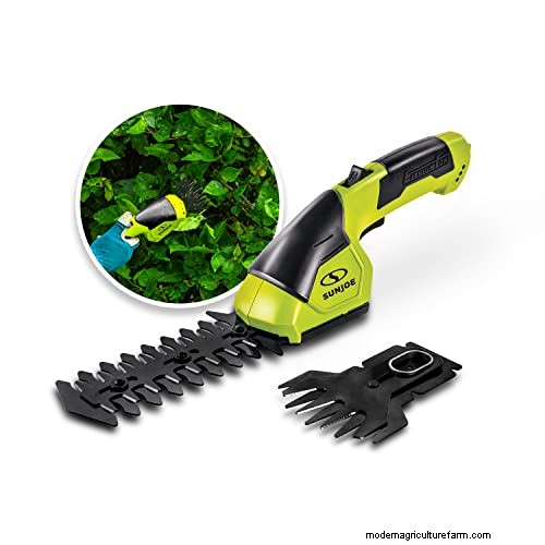 Evergreen Bush Pruning: Timing & Techniques for Healthy Growth