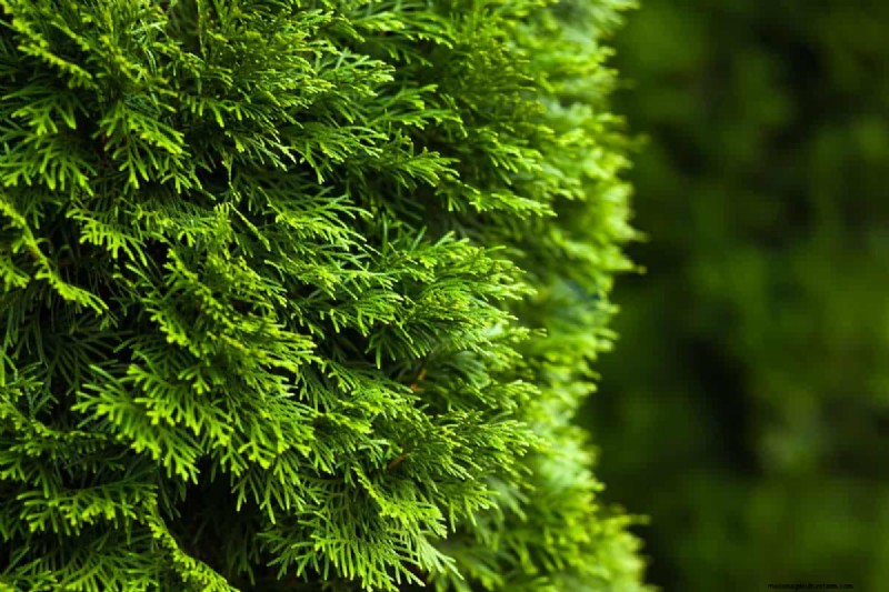 Evergreen Bush Pruning: Timing & Techniques for Healthy Growth