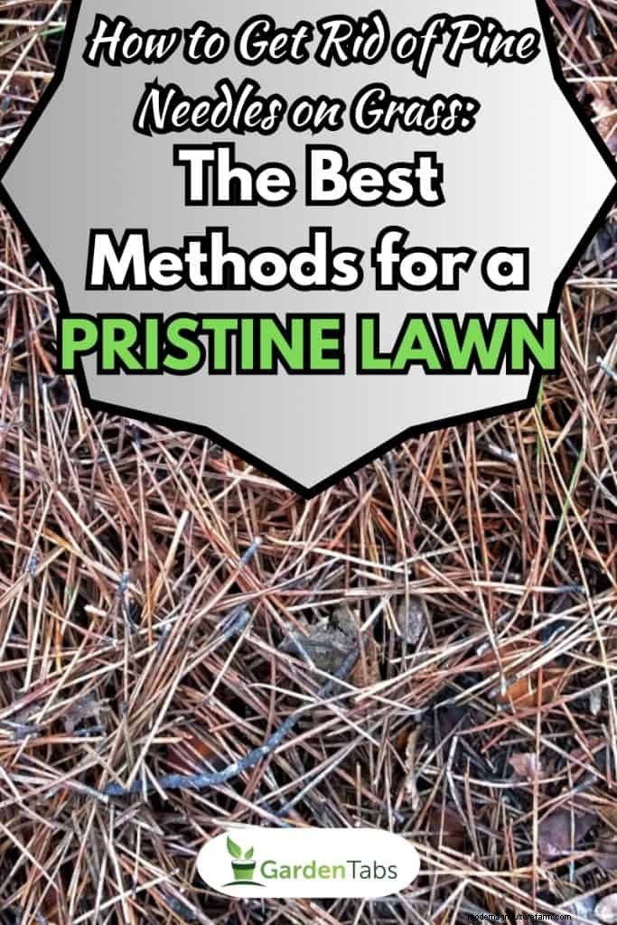 Protect Your Lawn: Effective Methods for Removing Pine Needles