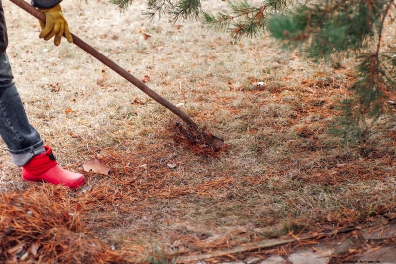 Protect Your Lawn: Effective Methods for Removing Pine Needles