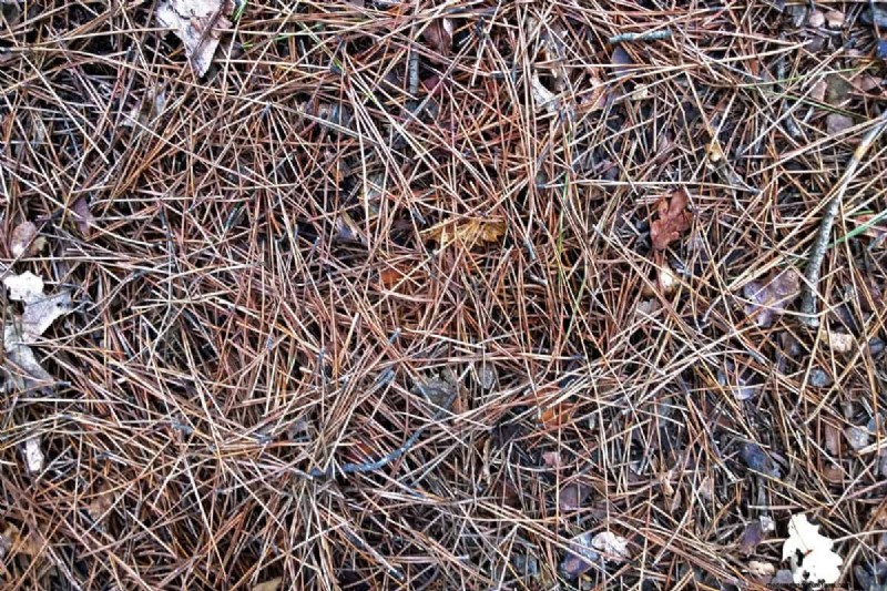 Protect Your Lawn: Effective Methods for Removing Pine Needles