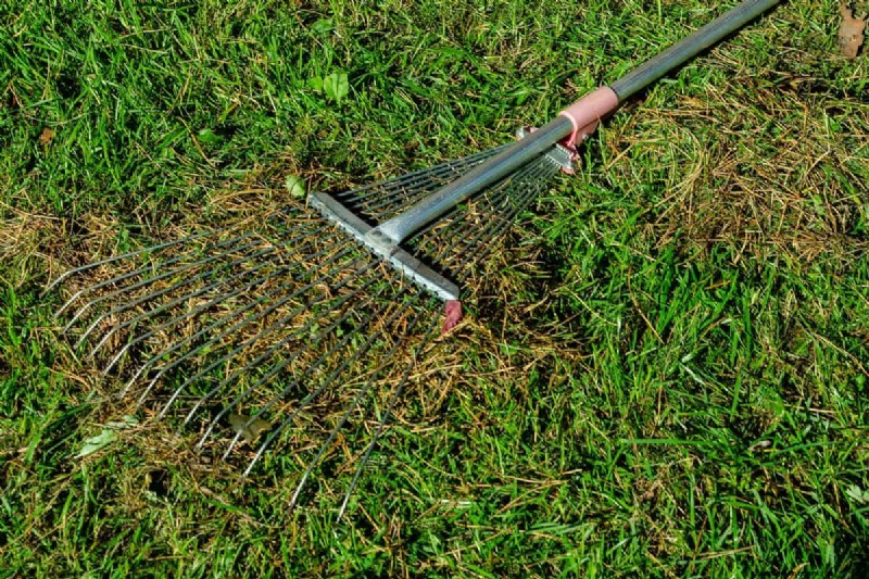 Protect Your Lawn: Effective Methods for Removing Pine Needles