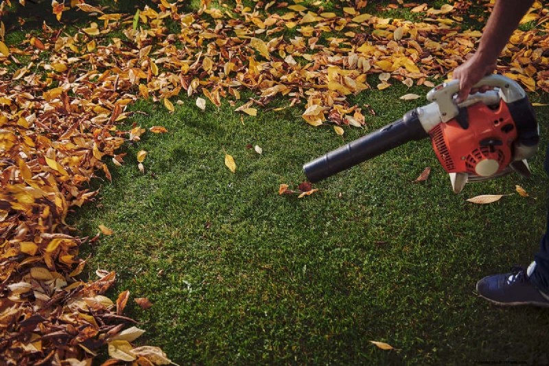 Protect Your Lawn: Effective Methods for Removing Pine Needles