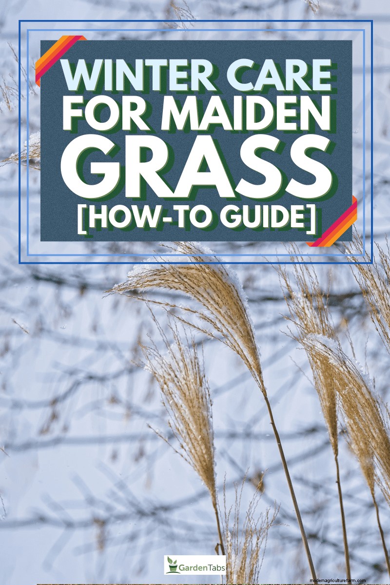 Protecting Maiden Grass in Winter: A Comprehensive Guide