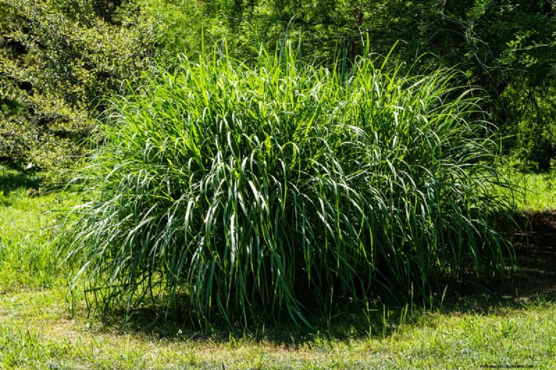 Protecting Maiden Grass in Winter: A Comprehensive Guide