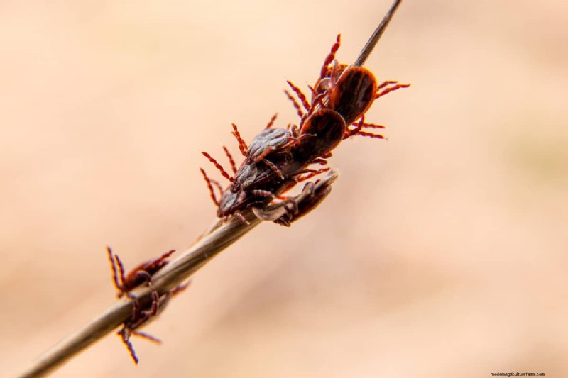 Protecting Maiden Grass in Winter: A Comprehensive Guide