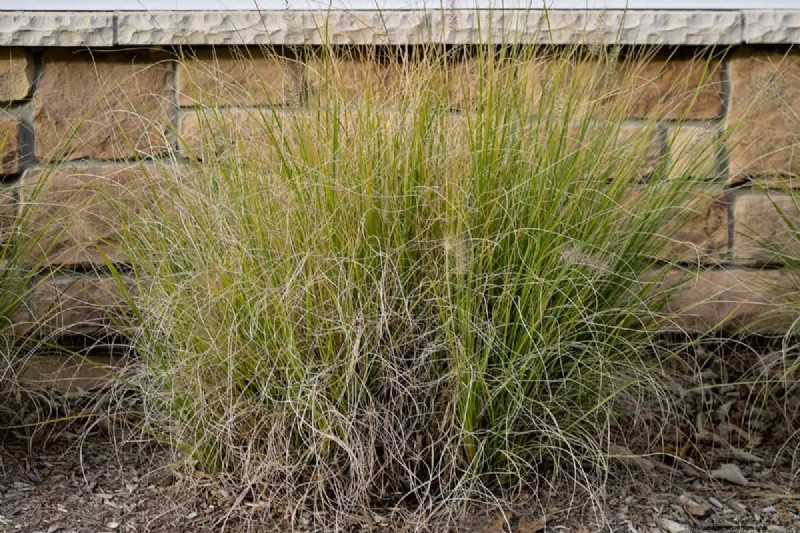 Protecting Maiden Grass in Winter: A Comprehensive Guide
