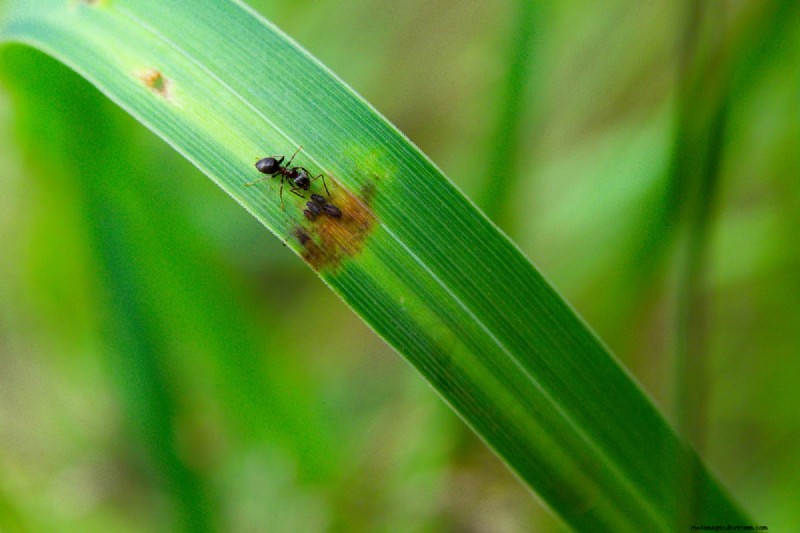 Protecting Maiden Grass in Winter: A Comprehensive Guide