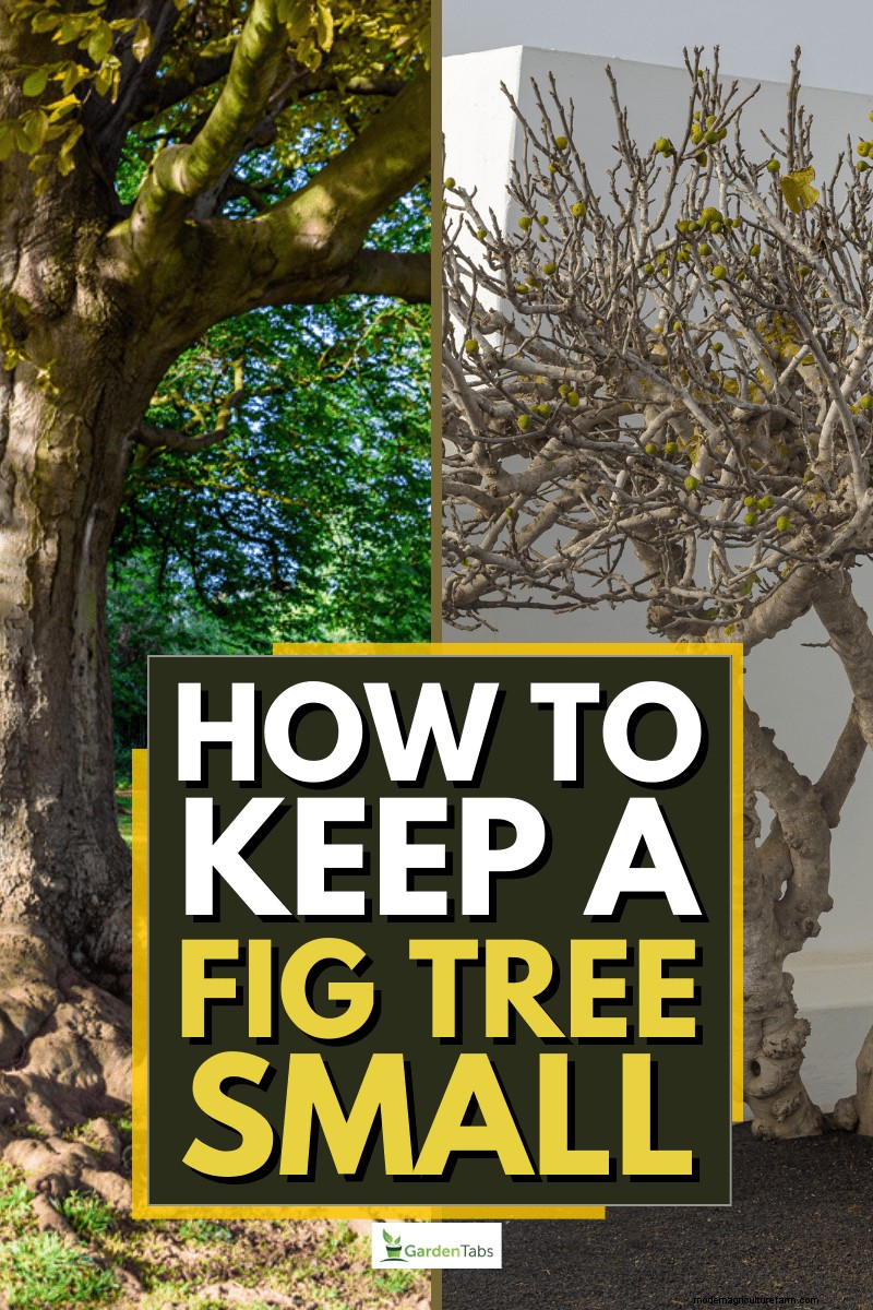 Managing Fig Tree Size: Pruning & Root Control