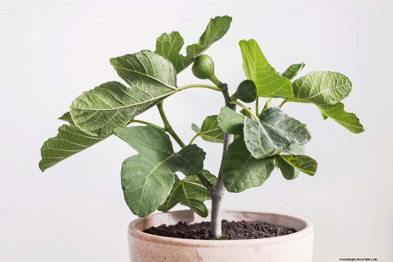 Managing Fig Tree Size: Pruning & Root Control