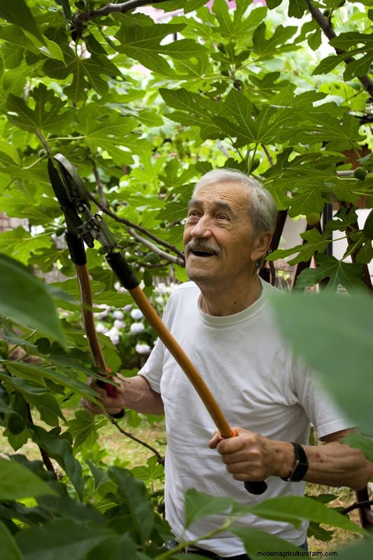 Managing Fig Tree Size: Pruning & Root Control